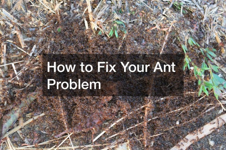 ant extermination